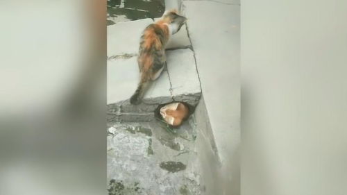 小猫钻洞游戏,锻炼宝宝协调能力与探索精神”(图1) 小猫钻洞游戏,锻炼宝宝协调能力与探索精神”(图1)