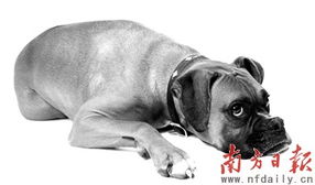 狗管人游戏,一场颠覆传统的人狗互动游戏体验(图1)