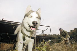 狗管人游戏,一场颠覆传统的人狗互动游戏体验(图2)