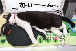 尼克猫游戏,猫和老鼠手游的奇幻冒险之旅(图3) 尼克猫游戏,猫和老鼠手游的奇幻冒险之旅(图3)