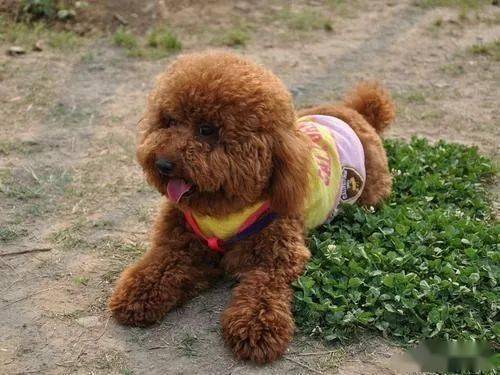 狗拉屎游戏,体验宠物生活乐趣(图2)