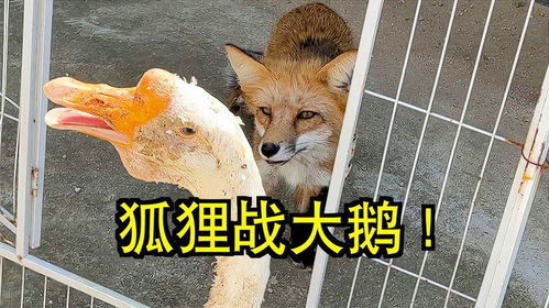 狐狸与鹅的游戏视频,智慧较量(图2) 狐狸与鹅的游戏视频,智慧较量(图2)