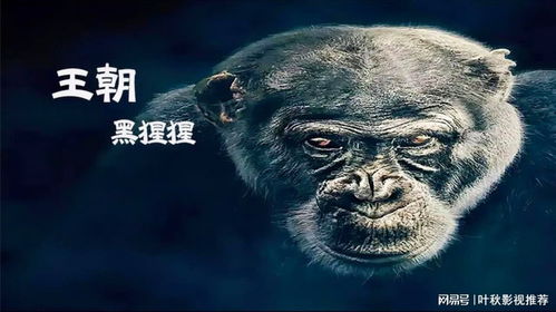 黑猩猩游戏,智慧与社交的演化探索(图1) 黑猩猩游戏,智慧与社交的演化探索(图1)