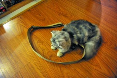 围猫小游戏,策略与技巧的智慧对决(图1) 围猫小游戏,策略与技巧的智慧对决(图1)