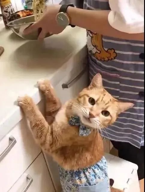围猫小游戏,策略与技巧的智慧对决(图2) 围猫小游戏,策略与技巧的智慧对决(图2)