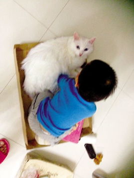围猫小游戏,策略与技巧的智慧对决(图3) 围猫小游戏,策略与技巧的智慧对决(图3)