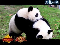 熊猫游戏中心,畅享游戏盛宴(图1) 熊猫游戏中心,畅享游戏盛宴(图1)