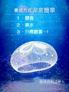 海蜇养成游戏,轻松养成你的专属海蜇伴侣(图1) 海蜇养成游戏,轻松养成你的专属海蜇伴侣(图1)