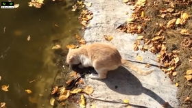 抓鱼游戏猫咪,欢乐海洋中的趣味挑战之旅(图3) 抓鱼游戏猫咪,欢乐海洋中的趣味挑战之旅(图3)
