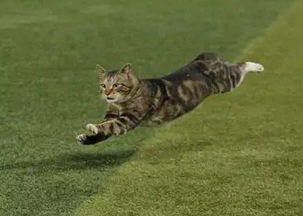 猫猫跑步游戏,趣味猫猫跑步游戏大盘点(图2) 猫猫跑步游戏,趣味猫猫跑步游戏大盘点(图2)