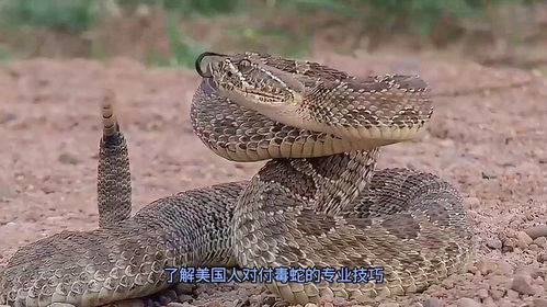 外国蛇游戏,探索全球热门蛇类游戏的风采(图2)