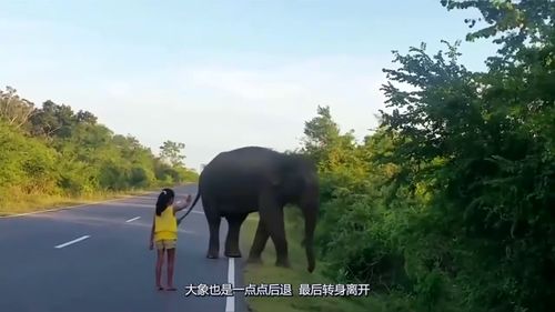 大象走游戏(图2) 大象走游戏(图2)