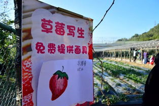 草莓跑步游戏,草莓园中奔跑的马拉松之旅(图2) 草莓跑步游戏,草莓园中奔跑的马拉松之旅(图2)
