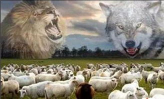 羊打狼的游戏,羊打狼游戏的策略与乐趣(图2) 羊打狼的游戏,羊打狼游戏的策略与乐趣(图2)