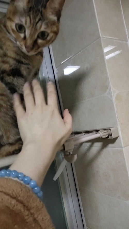 猫咪玩的抓鱼游戏叫什么,捕捉欢乐时光(图1) 猫咪玩的抓鱼游戏叫什么,捕捉欢乐时光(图1)