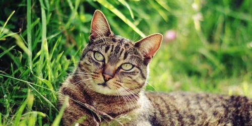 猫咪玩的抓鱼游戏叫什么,捕捉欢乐时光(图2) 猫咪玩的抓鱼游戏叫什么,捕捉欢乐时光(图2)