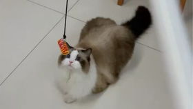 猫咪玩的抓鱼游戏叫什么,捕捉欢乐时光(图3) 猫咪玩的抓鱼游戏叫什么,捕捉欢乐时光(图3)