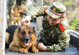 训警犬游戏,游戏中的忠诚与智慧训练(图3) 训警犬游戏,游戏中的忠诚与智慧训练(图3)