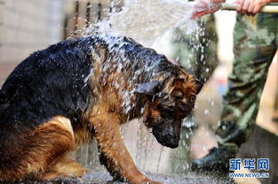 训警犬游戏,游戏中的忠诚与智慧训练(图2) 训警犬游戏,游戏中的忠诚与智慧训练(图2)