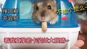 仓鼠类游戏,打造你的萌宠冒险之旅(图2) 仓鼠类游戏,打造你的萌宠冒险之旅(图2)