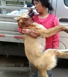 游戏憨的狗(图2) 游戏憨的狗(图2)