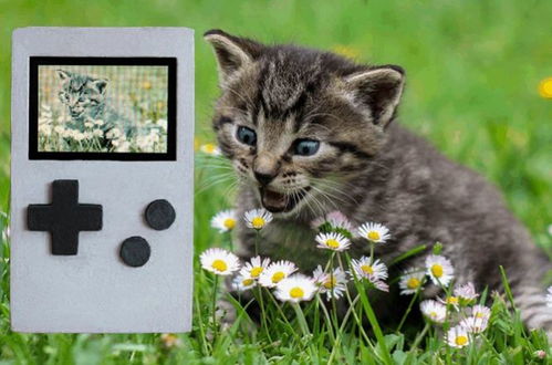竹节猫游戏,穿越时空的奇幻冒险之旅(图2) 竹节猫游戏,穿越时空的奇幻冒险之旅(图2)
