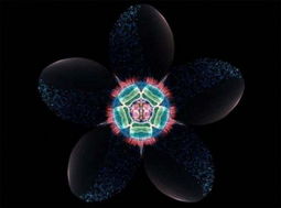 解构游戏花,探寻虚拟世界的奥秘与魅力(图2) 解构游戏花,探寻虚拟世界的奥秘与魅力(图2)