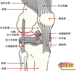髌骨的游戏,游戏中的骨骼知识之旅(图3)