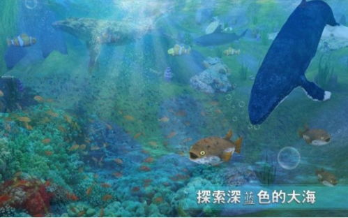 韩国鲸鱼游戏,揭秘校园恐怖现象背后的真相(图2)