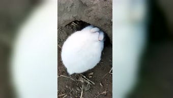 兔子打洞游戏,一场智慧与策略的趣味较量(图3)