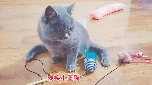 残废猫咪游戏,逆境中的温馨冒险之旅(图3) 残废猫咪游戏,逆境中的温馨冒险之旅(图3)