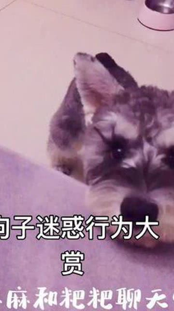 雪纳瑞游戏,萌宠相伴的欢乐时光(图2)