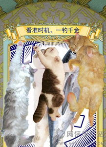 占卜猫游戏,揭秘神秘命运的奇幻之旅(图1) 占卜猫游戏,揭秘神秘命运的奇幻之旅(图1)