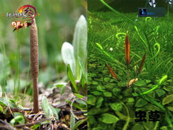 游戏虫草,游戏中的生命奇迹之旅(图2)