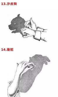 中班手指游戏手影游戏,创意无限时光(图1) 中班手指游戏手影游戏,创意无限时光(图1)