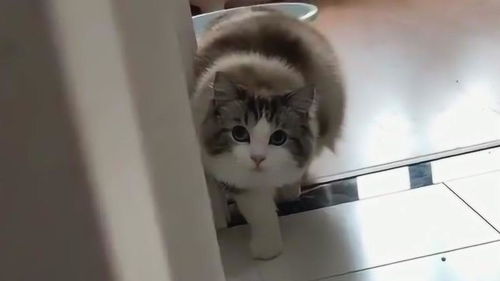 猫猫反应游戏,捕捉喵星人的敏捷瞬间(图2) 猫猫反应游戏,捕捉喵星人的敏捷瞬间(图2)