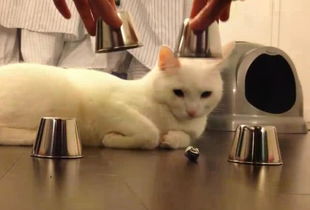 猫猫反应游戏,捕捉喵星人的敏捷瞬间(图1) 猫猫反应游戏,捕捉喵星人的敏捷瞬间(图1)