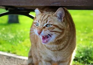猫猫反应游戏,捕捉喵星人的敏捷瞬间(图3) 猫猫反应游戏,捕捉喵星人的敏捷瞬间(图3)