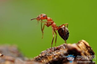 蚂蚁出洞游戏,一场智慧与策略的竞技之旅(图1) 蚂蚁出洞游戏,一场智慧与策略的竞技之旅(图1)