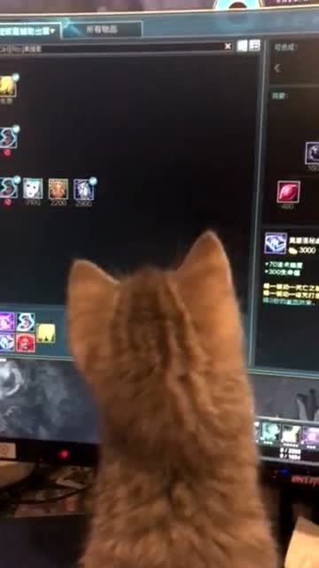 游戏气死猫,一场猫与人类智慧的较量(图3)