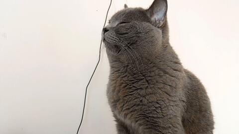 猫坐车游戏,趣味横生的宠物出行冒险之旅(图3)