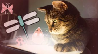 猫坐车游戏,趣味横生的宠物出行冒险之旅(图1)