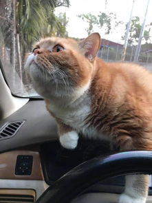 猫坐车游戏,趣味横生的宠物出行冒险之旅(图2)