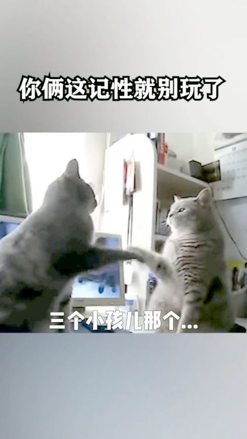 猫咪时间游戏,探索猫咪神秘生活的趣味游戏之旅(图2)