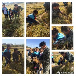 稻穗游戏,探索农业世界的虚拟田园乐章(图2) 稻穗游戏,探索农业世界的虚拟田园乐章(图2)