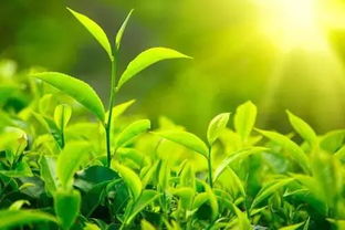 游戏卖茶叶,解锁神秘游戏新境界(图3) 游戏卖茶叶,解锁神秘游戏新境界(图3)