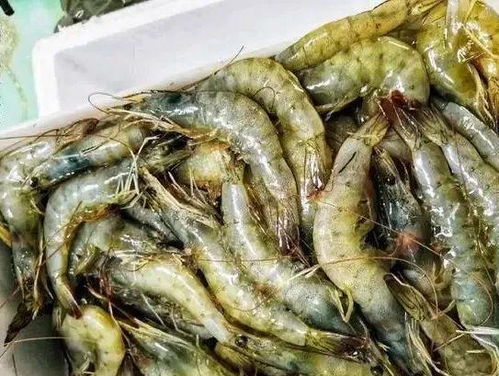 虾游戏时,体验无限乐趣(图3) 虾游戏时,体验无限乐趣(图3)