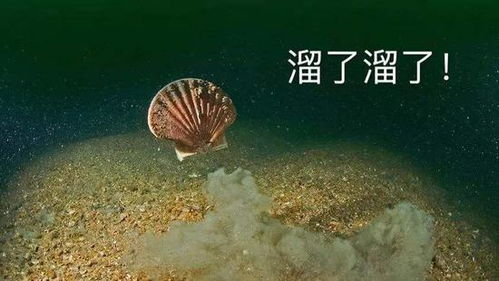 扇贝游戏,探索海洋奥秘的奇幻之旅(图1) 扇贝游戏,探索海洋奥秘的奇幻之旅(图1)