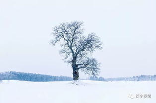 雪落月游戏,穿越时空的奇幻冒险之旅(图3) 雪落月游戏,穿越时空的奇幻冒险之旅(图3)
