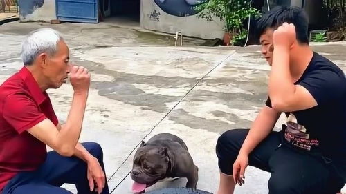 老狗耍游戏,畅游游戏世界(图3) 老狗耍游戏,畅游游戏世界(图3)